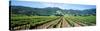 Napa Valley Vineyards Hopland, CA-null-Stretched Canvas