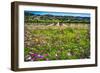 Napa Valley Wildflowers And Grapevines-George Oze-Framed Photographic Print