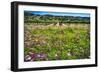 Napa Valley Wildflowers And Grapevines-George Oze-Framed Photographic Print