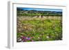 Napa Valley Wildflowers And Grapevines-George Oze-Framed Photographic Print