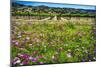 Napa Valley Wildflowers And Grapevines-George Oze-Mounted Photographic Print