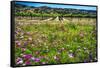 Napa Valley Wildflowers And Grapevines-George Oze-Framed Stretched Canvas