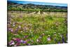 Napa Valley Wildflowers And Grapevines-George Oze-Stretched Canvas