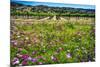 Napa Valley Wildflowers And Grapevines-George Oze-Mounted Photographic Print