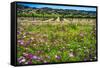 Napa Valley Wildflowers And Grapevines-George Oze-Framed Stretched Canvas