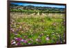 Napa Valley Wildflowers And Grapevines-George Oze-Framed Photographic Print