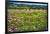 Napa Valley Wildflowers And Grapevines-George Oze-Framed Photographic Print