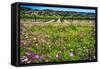 Napa Valley Wildflowers And Grapevines-George Oze-Framed Stretched Canvas