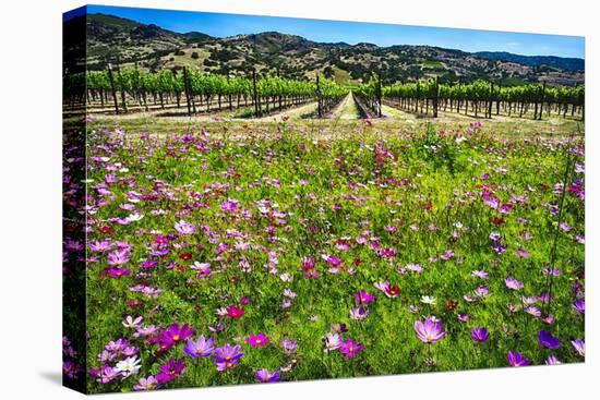 Napa Valley Wildflowers And Grapevines-George Oze-Stretched Canvas