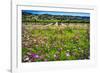 Napa Valley Wildflowers And Grapevines-George Oze-Framed Photographic Print