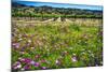 Napa Valley Wildflowers And Grapevines-George Oze-Mounted Photographic Print