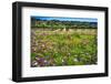 Napa Valley Wildflowers And Grapevines-George Oze-Framed Photographic Print