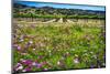 Napa Valley Wildflowers And Grapevines-George Oze-Mounted Photographic Print