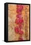 Napa Vineyard Detail-Vincent James-Framed Stretched Canvas