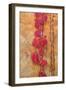 Napa Vineyard Detail-Vincent James-Framed Photographic Print