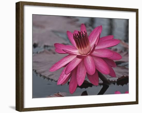 Naples Botanical Garden, Florida, Usa-Connie Bransilver-Framed Photographic Print