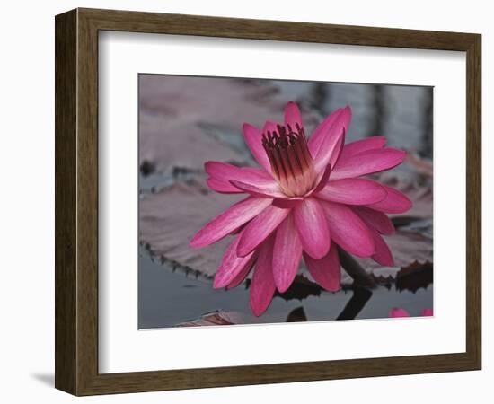 Naples Botanical Garden, Florida, Usa-Connie Bransilver-Framed Photographic Print