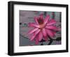 Naples Botanical Garden, Florida, Usa-Connie Bransilver-Framed Photographic Print