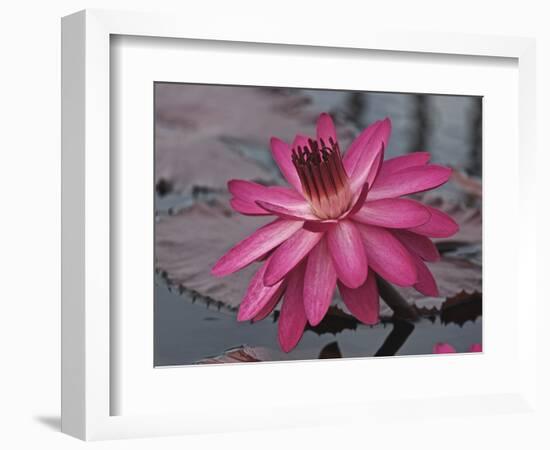 Naples Botanical Garden, Florida, Usa-Connie Bransilver-Framed Photographic Print