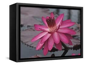 Naples Botanical Garden, Florida, Usa-Connie Bransilver-Framed Stretched Canvas