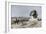 Napoleon and the Sphinx at the Time of the French Invasion of Egypt, c.1798-null-Framed Giclee Print