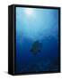 Napoleon Fish, Cheilinus Undulatus, Indo Pacific-Stuart Westmorland-Framed Stretched Canvas