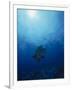 Napoleon Fish, Cheilinus Undulatus, Indo Pacific-Stuart Westmorland-Framed Photographic Print