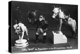 Napoleon of the Chimpanzee World-null-Stretched Canvas