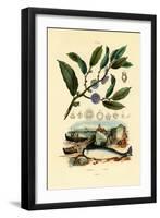 Napoleon's Hat, 1833-39-null-Framed Giclee Print