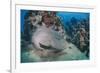 Napoleon Wrasse (Cheilinus Undulatus) Juvenile, an Endangered Species, Naama Bay-Mark Doherty-Framed Photographic Print