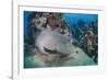 Napoleon Wrasse (Cheilinus Undulatus) Juvenile, an Endangered Species, Naama Bay-Mark Doherty-Framed Photographic Print