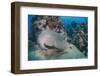 Napoleon Wrasse (Cheilinus Undulatus) Juvenile, an Endangered Species, Naama Bay-Mark Doherty-Framed Photographic Print