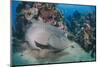 Napoleon Wrasse (Cheilinus Undulatus) Juvenile, an Endangered Species, Naama Bay-Mark Doherty-Mounted Photographic Print