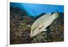 Napoleon Wrasse or Humphead Wrasse (Cheilinus Undulatus)-Reinhard Dirscherl-Framed Photographic Print