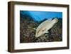 Napoleon Wrasse or Humphead Wrasse (Cheilinus Undulatus)-Reinhard Dirscherl-Framed Photographic Print