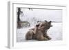 Napping on a Bear-Olga Barantseva-Framed Giclee Print