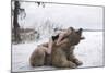 Napping on a Bear-Olga Barantseva-Mounted Giclee Print