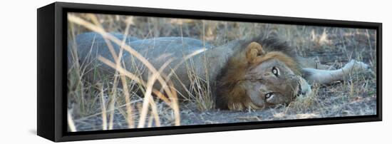 Napping With Open Eyes-Scott Bennion-Framed Stretched Canvas