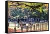 Nara is a Major Tourism Destination-NicholasHan-Framed Stretched Canvas