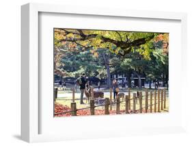 Nara is a Major Tourism Destination-NicholasHan-Framed Photographic Print