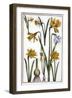 Narcisse D'espagne - in “” Histoire Générale Des Insects De Surinam Et De Toute L'europe”” by Maria-Maria Sibylla Graff Merian-Framed Giclee Print