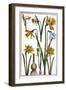 Narcisse D'espagne - in “” Histoire Générale Des Insects De Surinam Et De Toute L'europe”” by Maria-Maria Sibylla Graff Merian-Framed Giclee Print