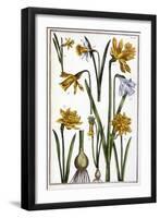 Narcisse D'espagne - in “” Histoire Générale Des Insects De Surinam Et De Toute L'europe”” by Maria-Maria Sibylla Graff Merian-Framed Giclee Print