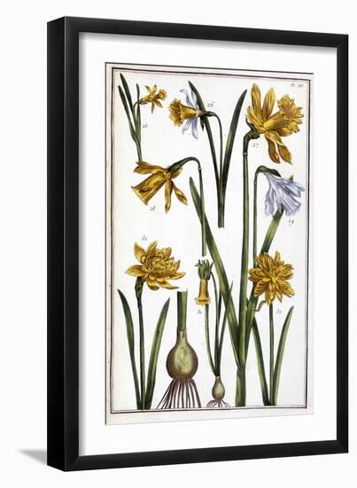 Narcisse D'espagne - in “” Histoire Générale Des Insects De Surinam Et De Toute L'europe”” by Maria-Maria Sibylla Graff Merian-Framed Giclee Print