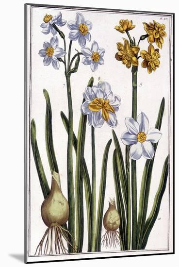 Narcisse - in “” Histoire Générale Des Insects De Surinam Et De Toute L'europe”” by Maria Sibylla D-Maria Sibylla Graff Merian-Mounted Giclee Print