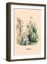 Narcisse-J.J. Grandville-Framed Art Print