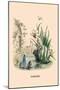 Narcisse-J.J. Grandville-Mounted Art Print