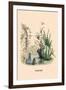 Narcisse-J.J. Grandville-Framed Art Print
