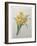 Narcisses-Pierre-Joseph Redoute-Framed Art Print