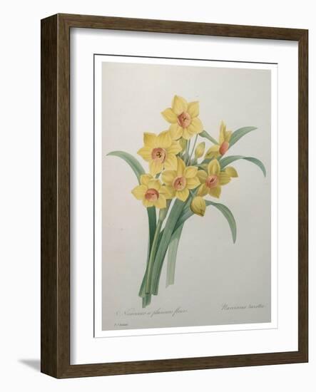 Narcisses-Pierre-Joseph Redoute-Framed Art Print